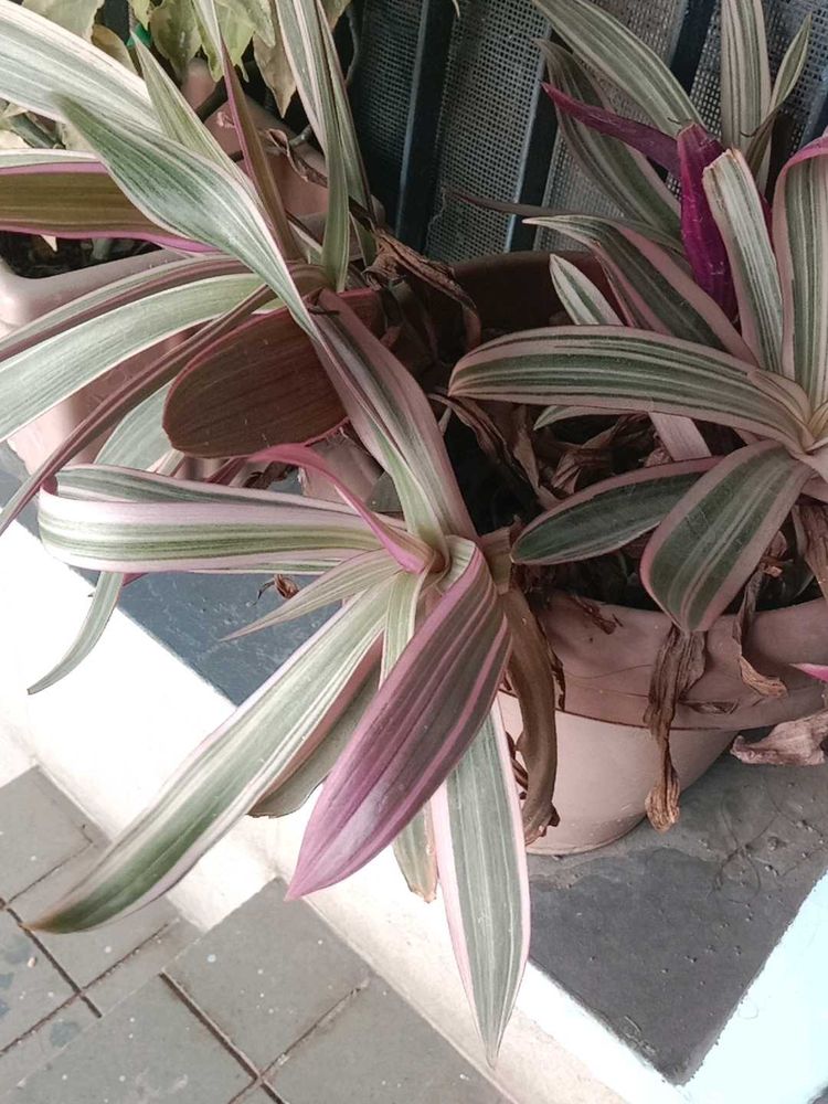 Tradescantia 'Nanouk' - Pink &amp; Green