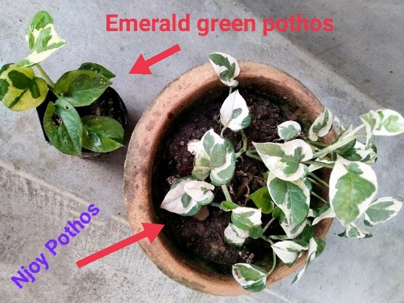 Rare Emerald Green And Njoy Pothos Combo