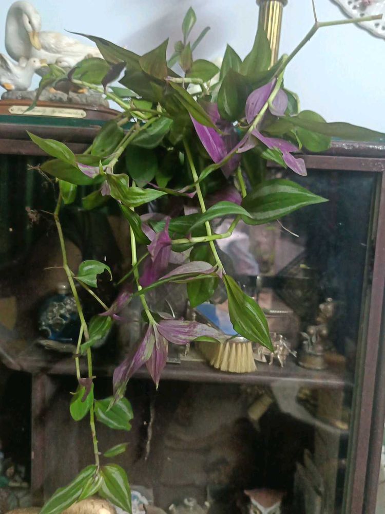 Tradescantia Zebrina - Wandering Jew