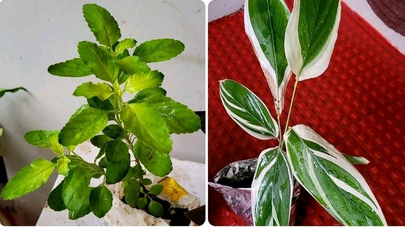 Pack 2 Tulsi &amp; Ctenanthe pilosa Plant 🪴