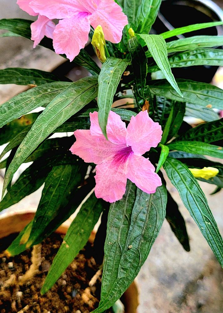 Mexican petunia – Rose Plant 🪴