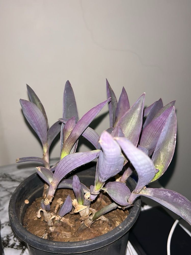 Purple Heart Plant