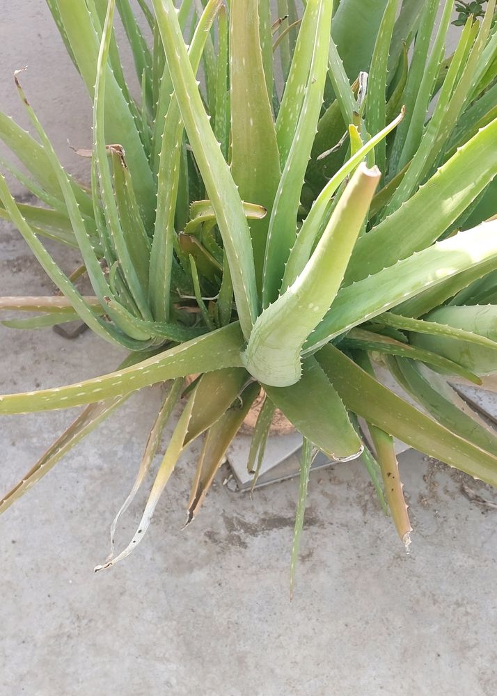 Aloevera Plant 7 Year Mature Plan So Many Baby