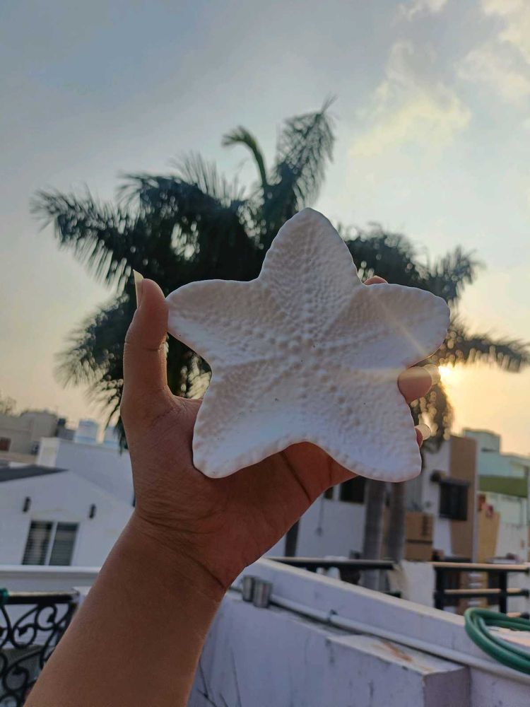 Textured White Starfish