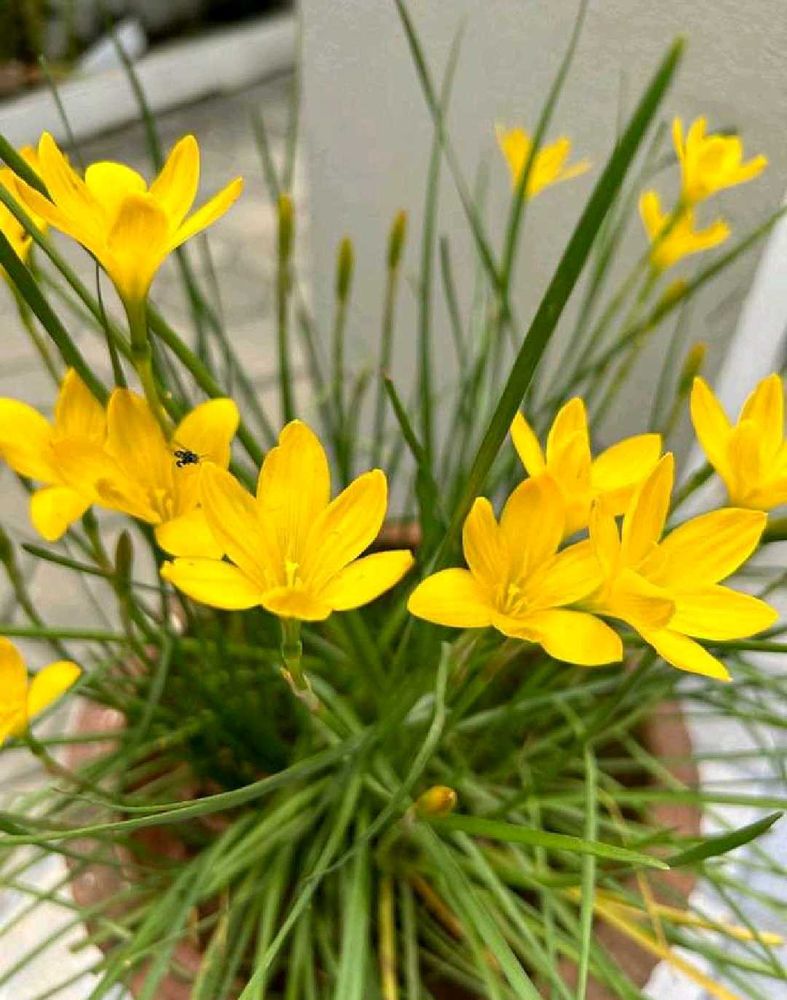 Vibrant Yellow Blooming Flowers