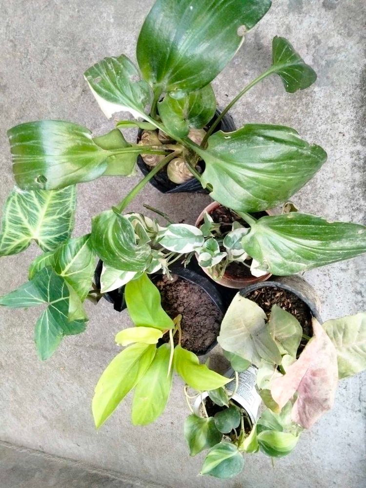 Indoor Plant Collection Combo Offer