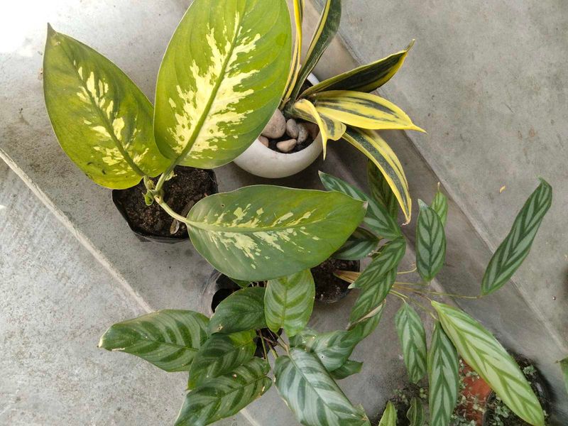 ndoor Plant Collection Set offers