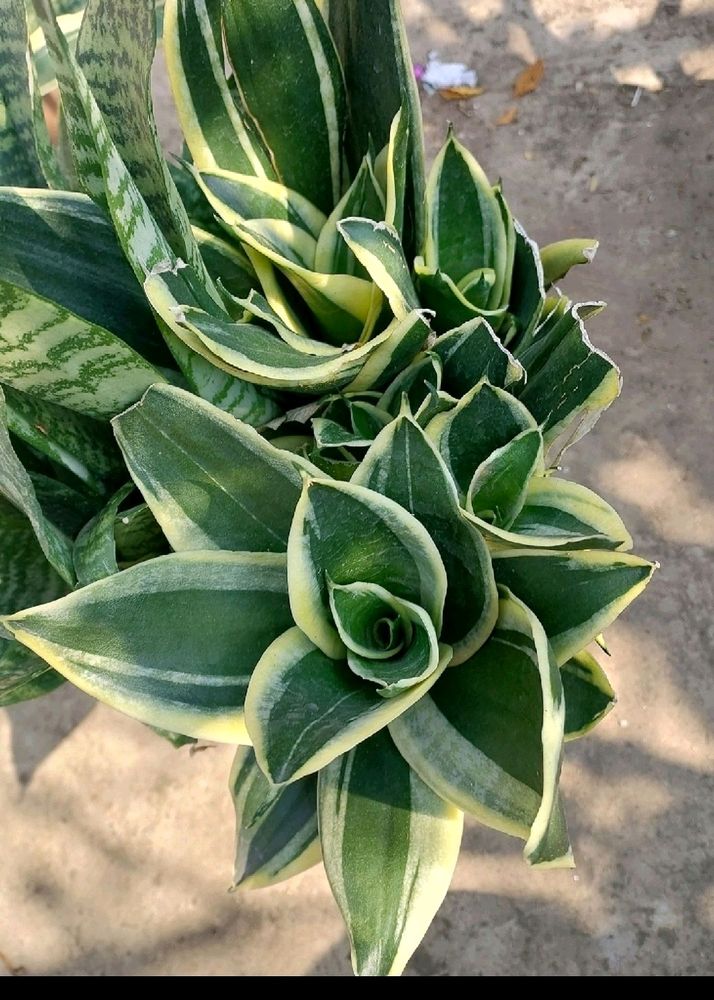 Combo Of 5 Varigated Dwarf Snake Plant