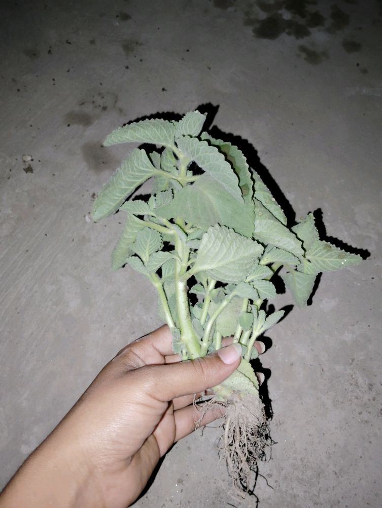 7 Plant Combo