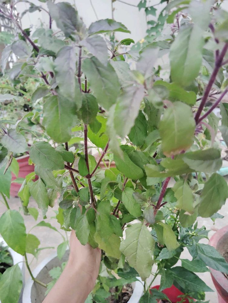 Tulsi plant
