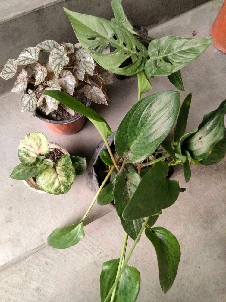 Assorted Potted Plants Bundle