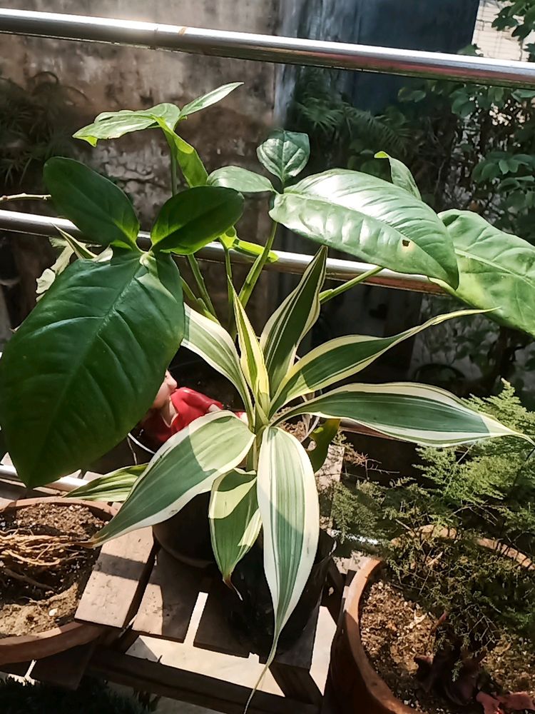 Variegated Bamboo Plant
