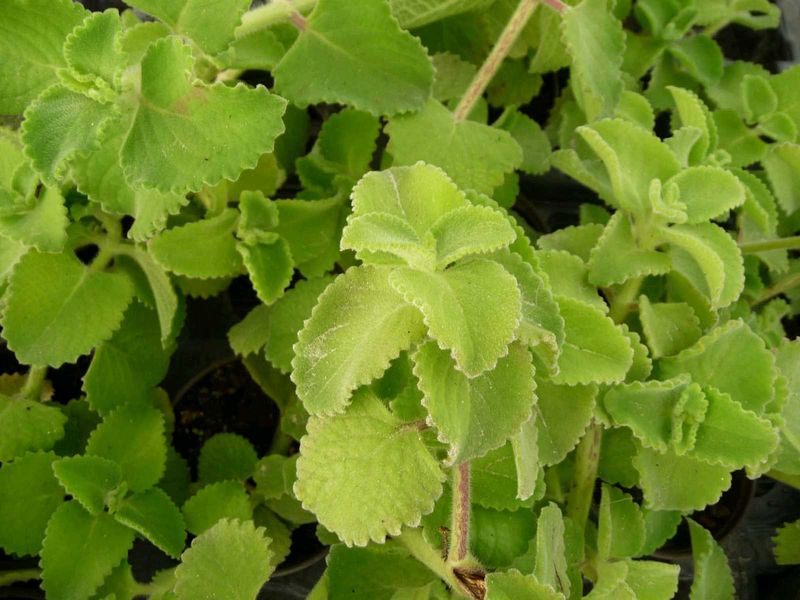 Mexican mint plant