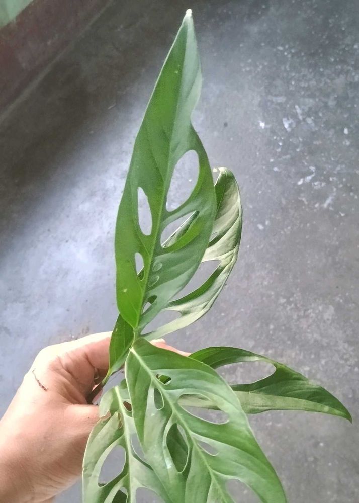 Monstera Adansonii , Black &amp; green zz cutting