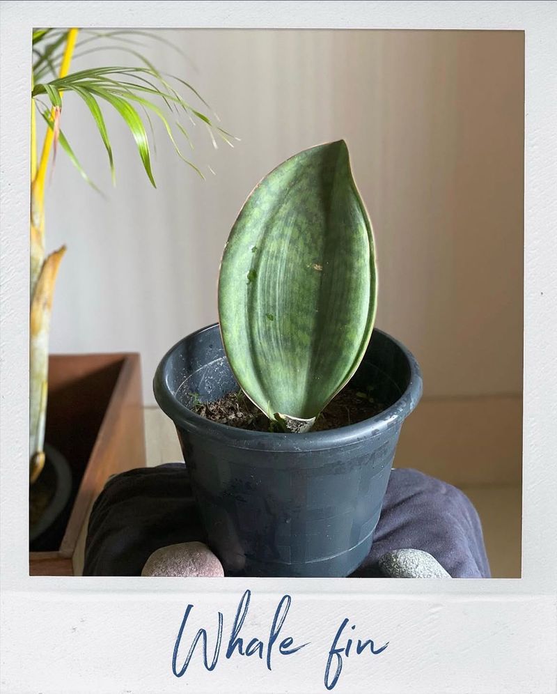 REAL Whale Fin Snake Plant 🪴