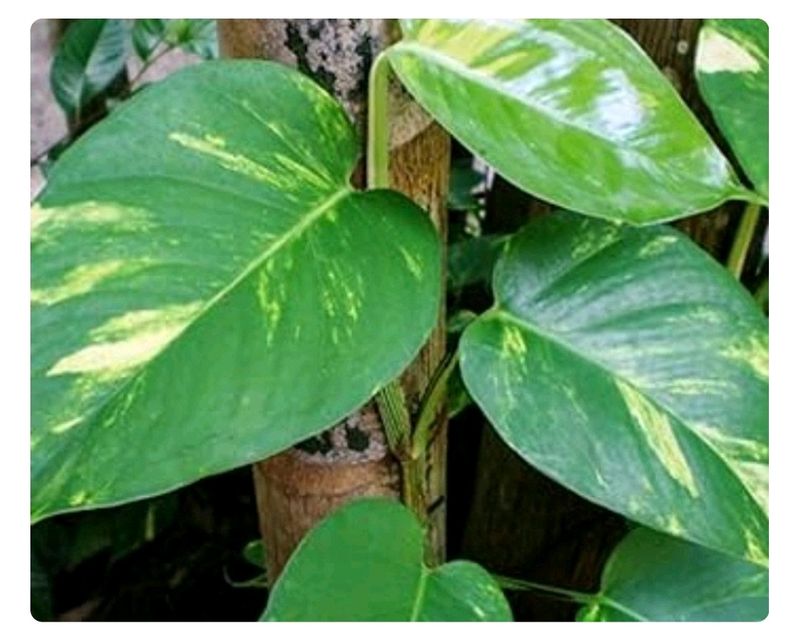 1Big Leaf Money Plant Cutting