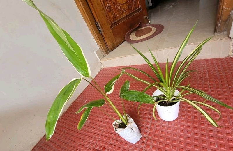 Set 2 Pandanus veitchii &amp; Never... Plant