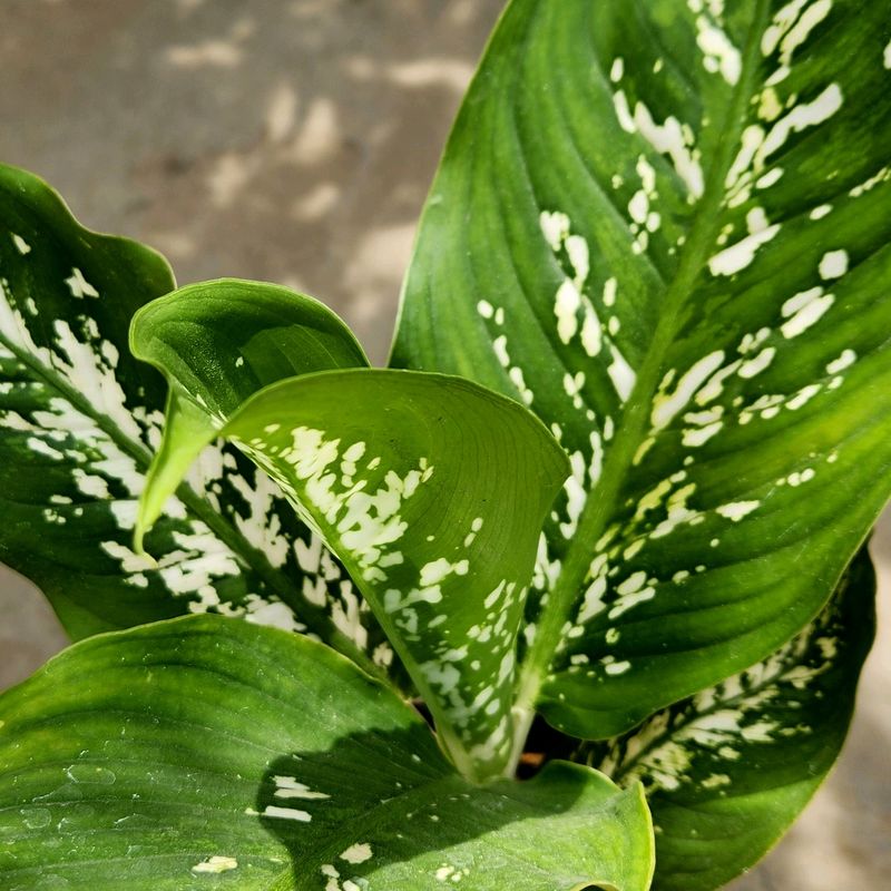 Deffenbchia Plant