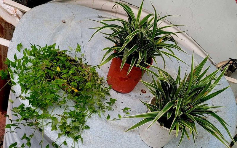 Set3 Spider &amp; Tradescantia fluminensis Plant