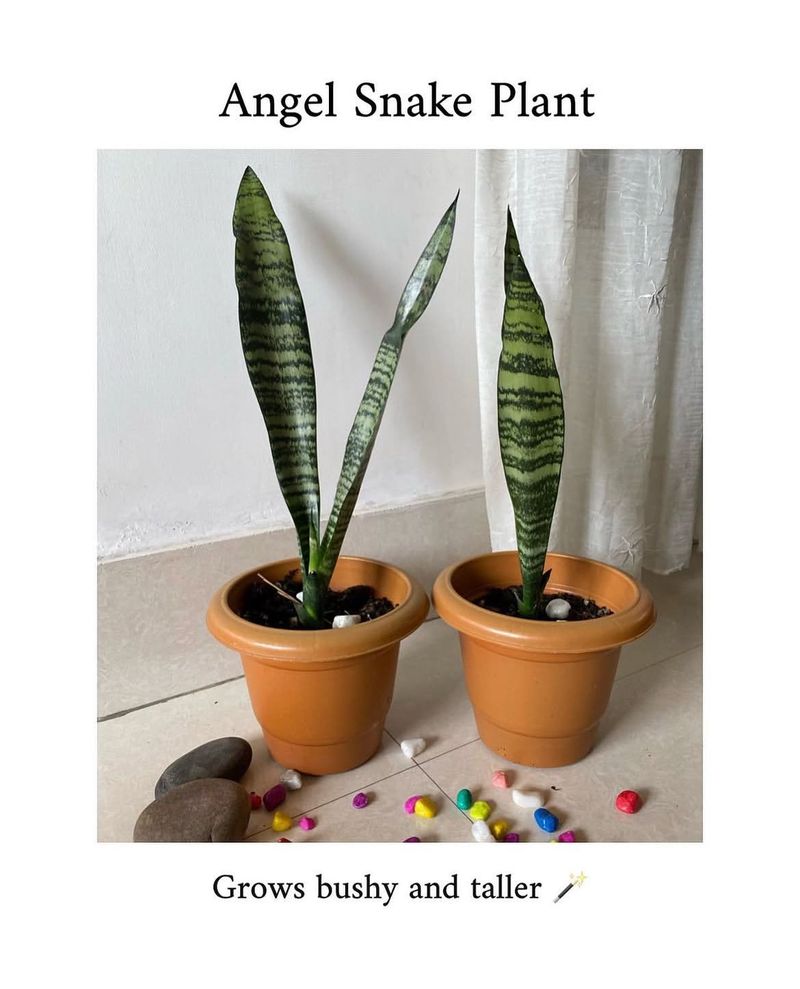 Angel Snake Plant 🪴