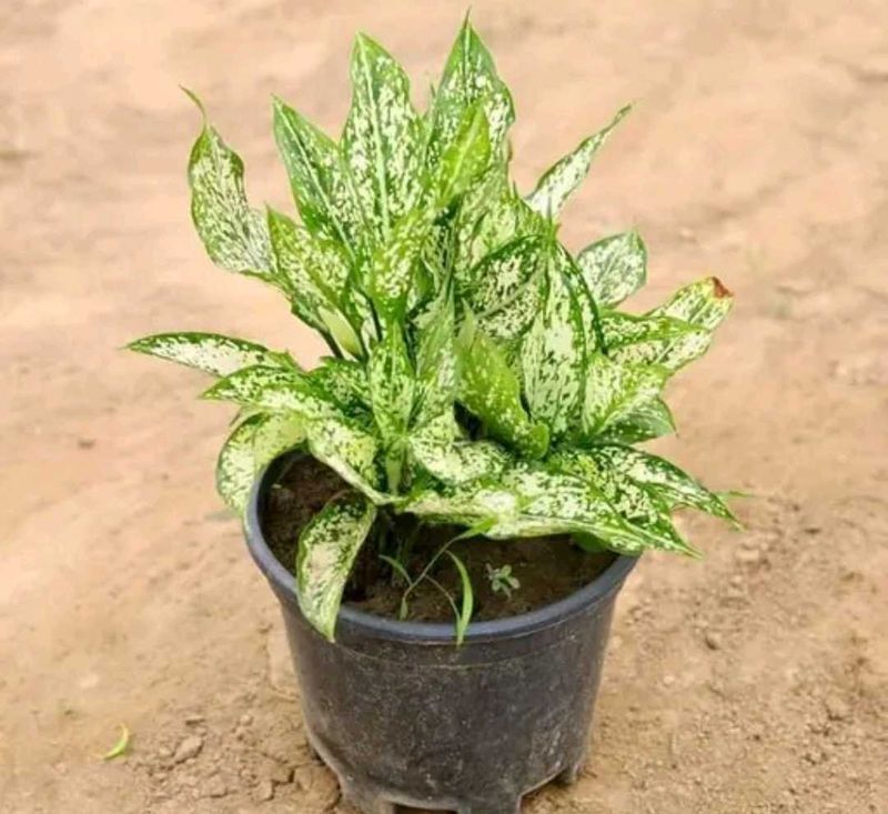 BUY ONE GET TWO Aglaonema Indoor/Outdoor Plant