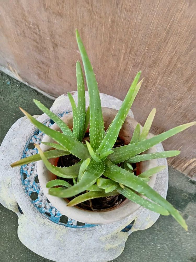 Aloe Vera Plant