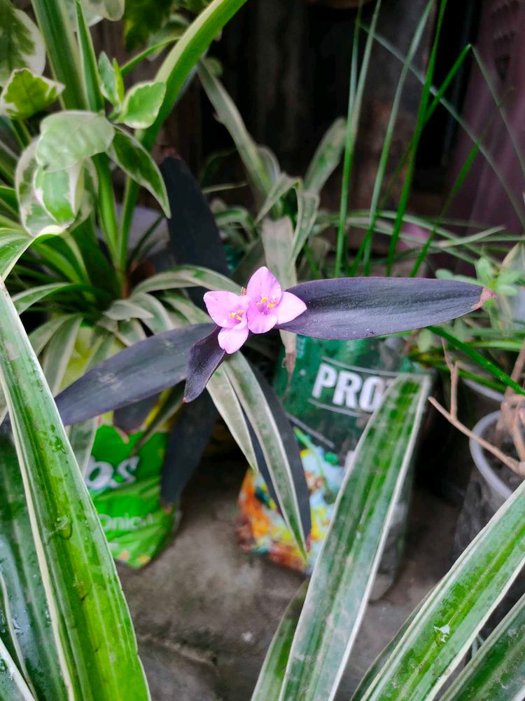 Beautiful Purple Leaf Plant