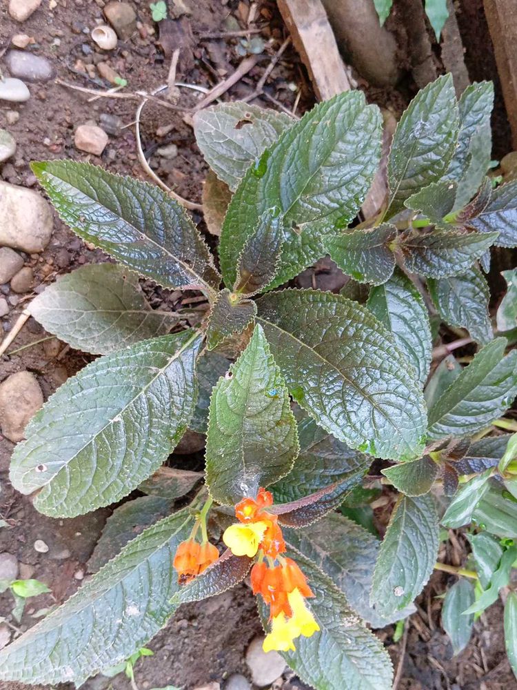 Chrysothemis pulchella Plant