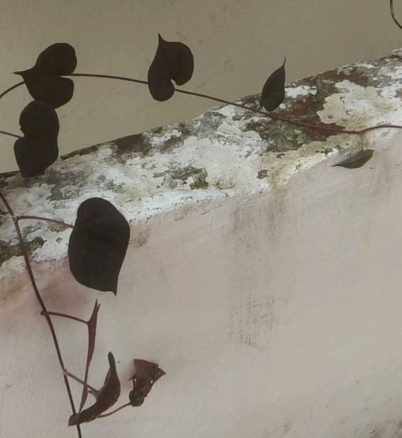 Violet Climbers (Plant Only )