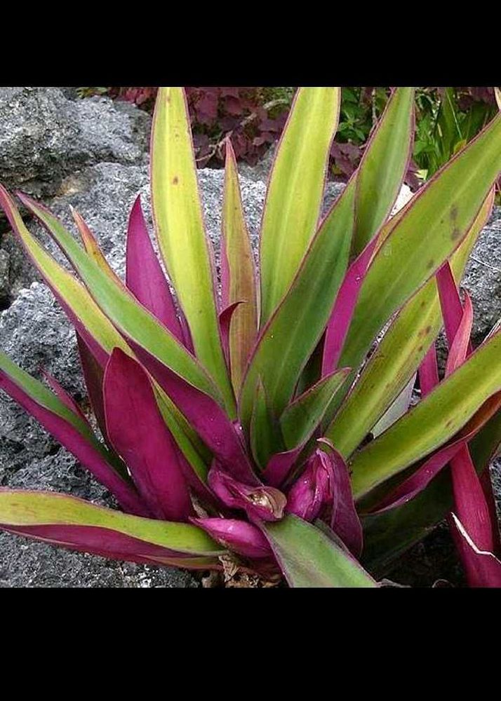 1 Rheo Plant With Pot