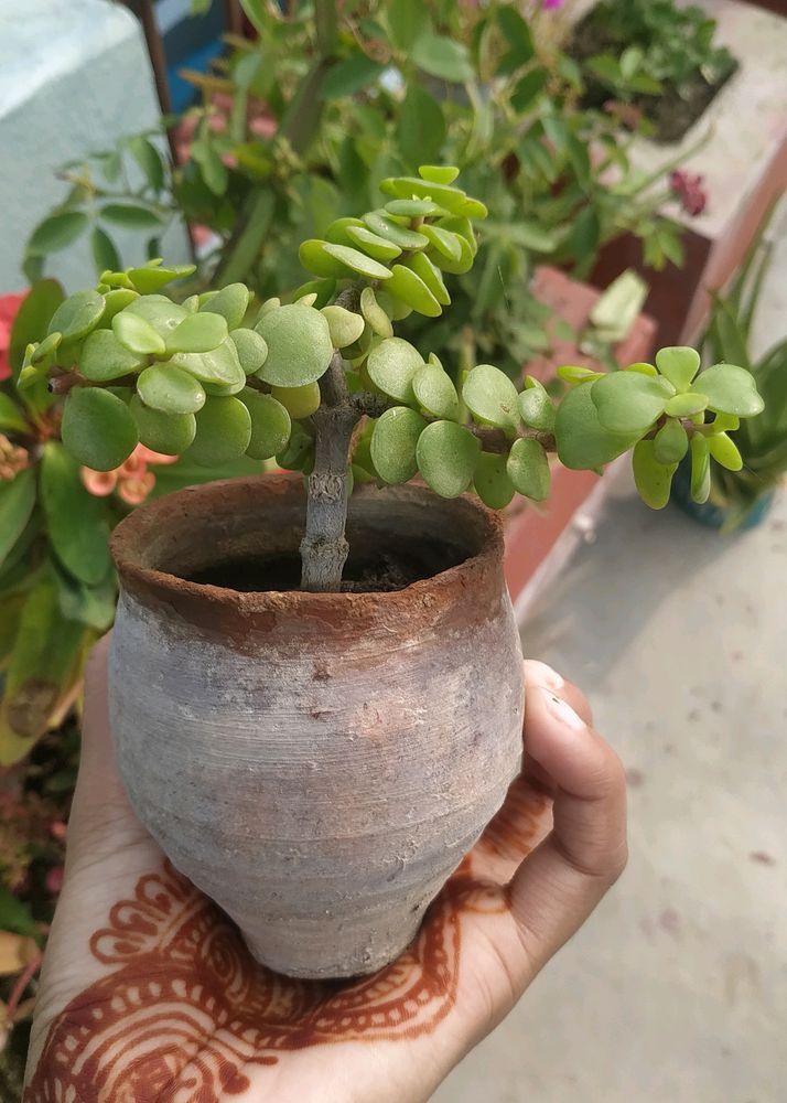 Jade Plant