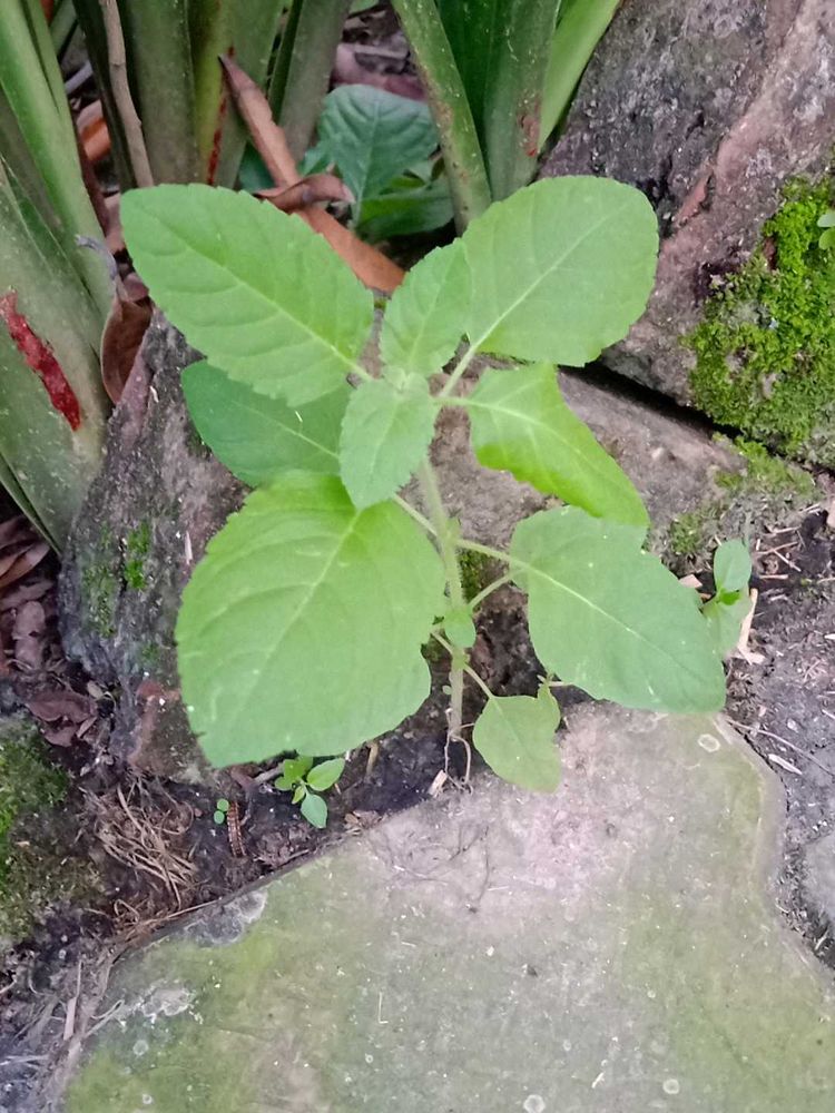 Plants Combo ( Tulsi, Elachi, Bhringraj)