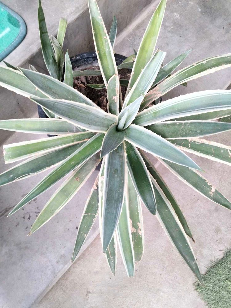 Striking Agave Plant