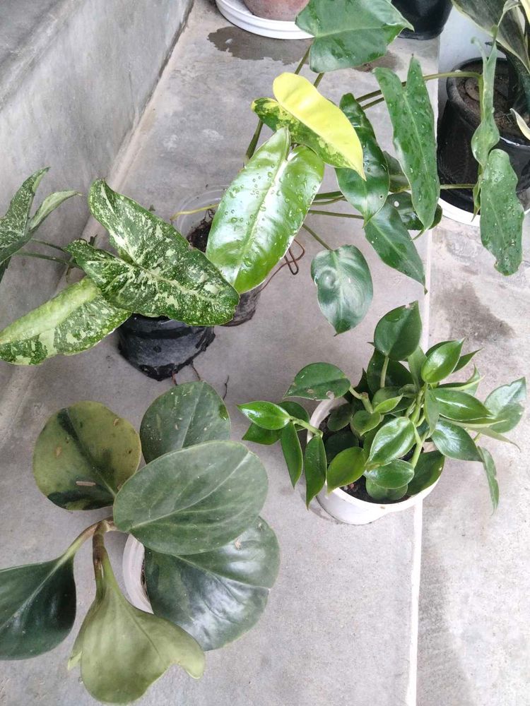Air purifying snygo,philo and peperomias combo