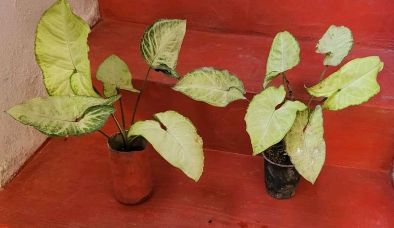 Pack 2 Arrowhead Plants &amp; Pot