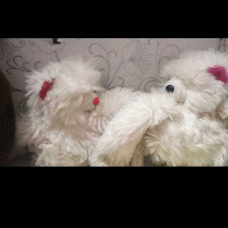 Adorable White Teddy Bears Pair