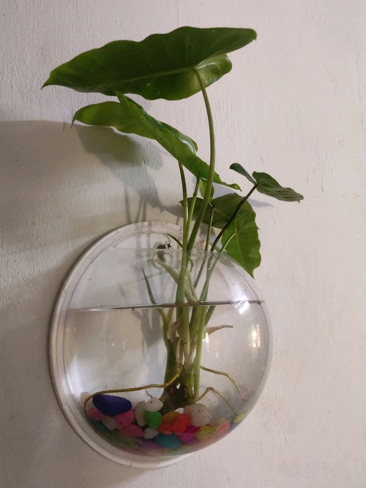 Wall Hanging Aquerium