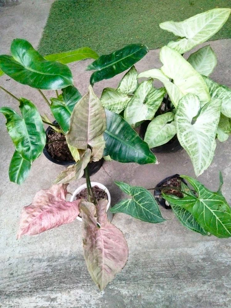 Plants For Home, Combo Offer
