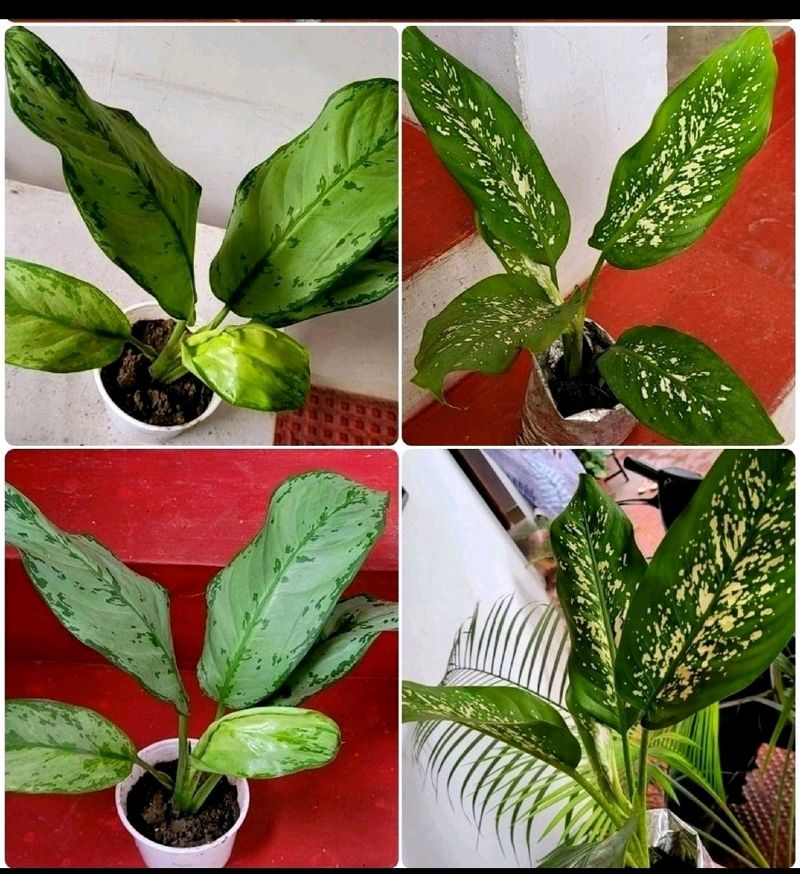 Pack 2 Evergreen Plant