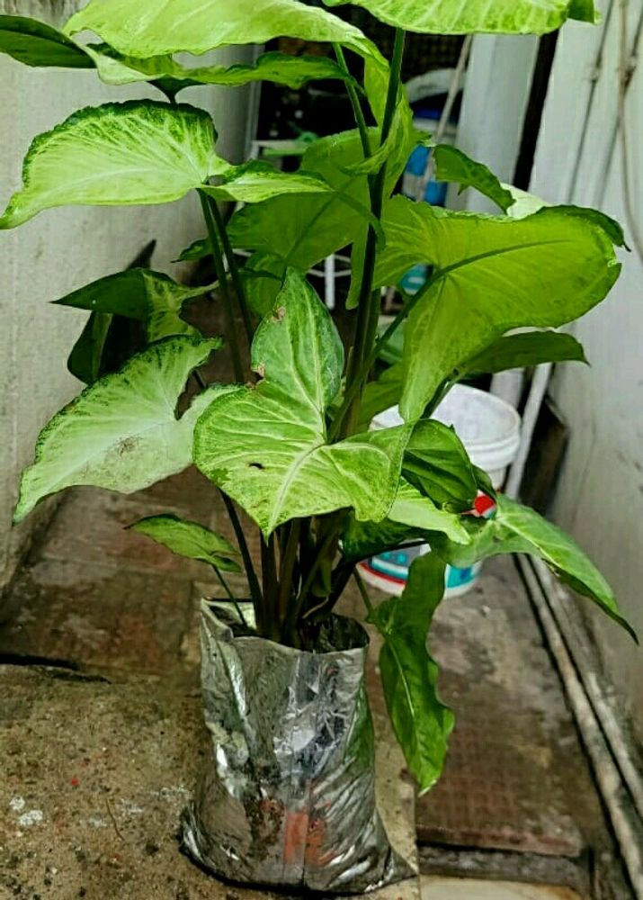 Combo Plants🌴🌲