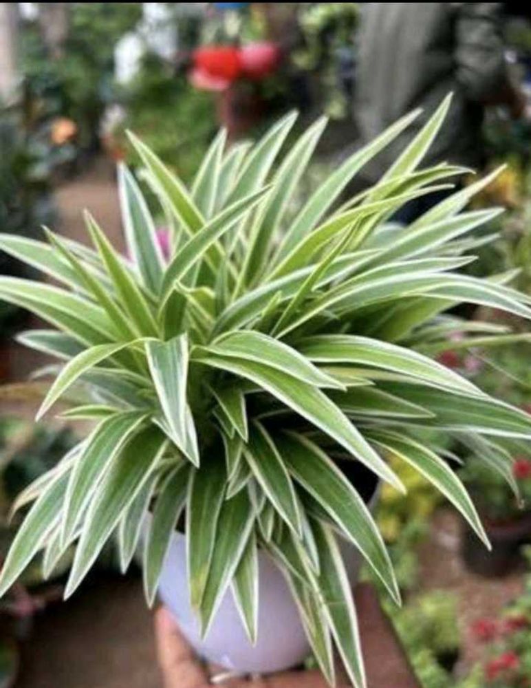 Spider Plant