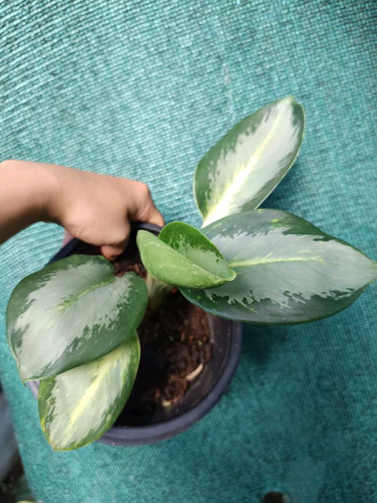 Aglaonema Green Bowl