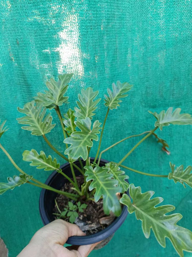 Philodendron Xanadu