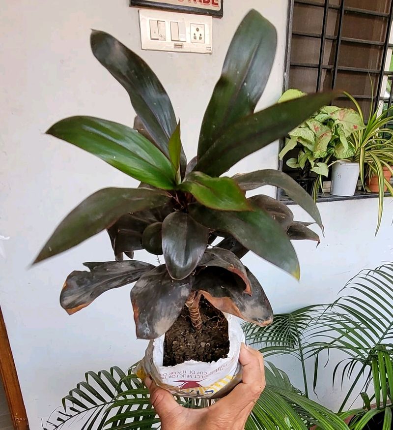 Syngonium Plant 🌵