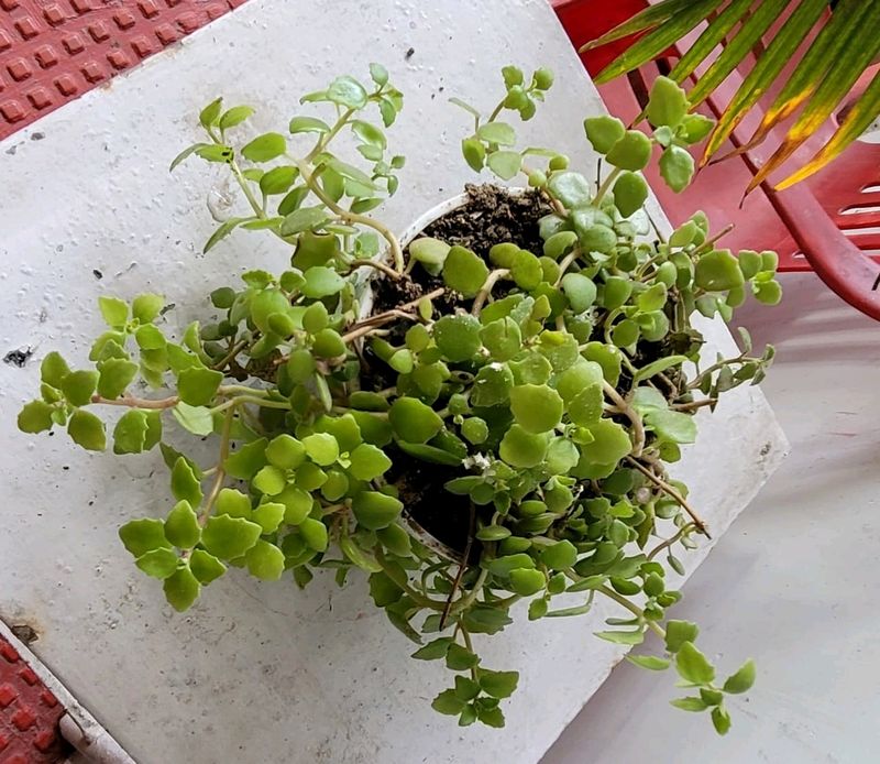 Pilea Depressa/Plant🌵&amp; Pot