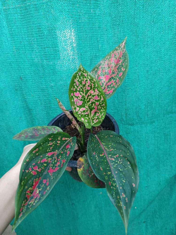 Aglaonema Red