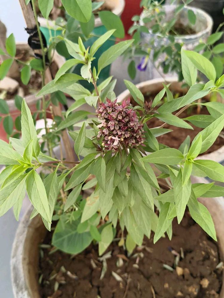 Healthy Basil Plant