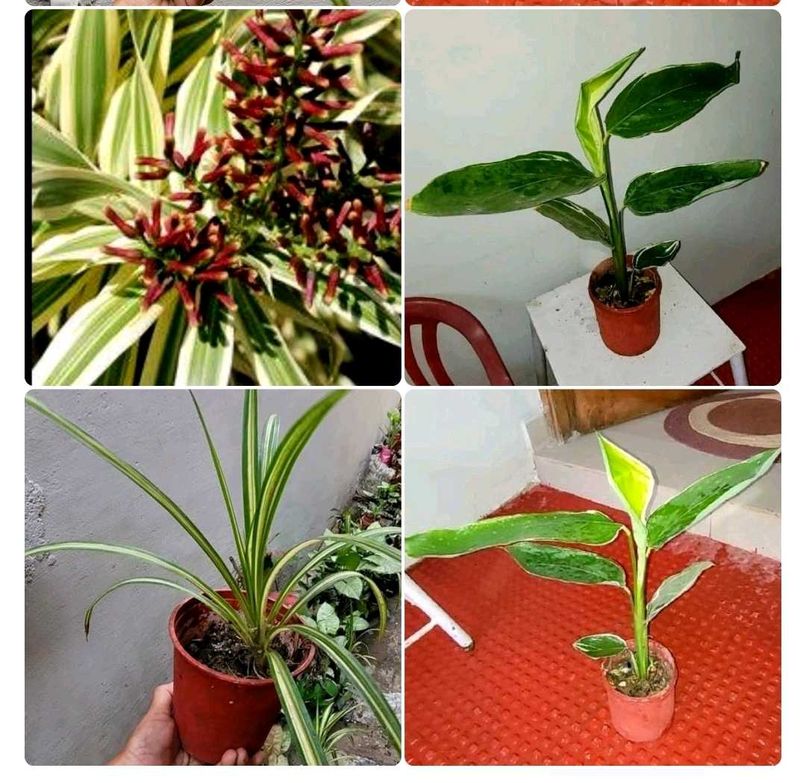 Set 2 Never..&amp; Pandanus veitchii Plant 🪴&amp; Pot