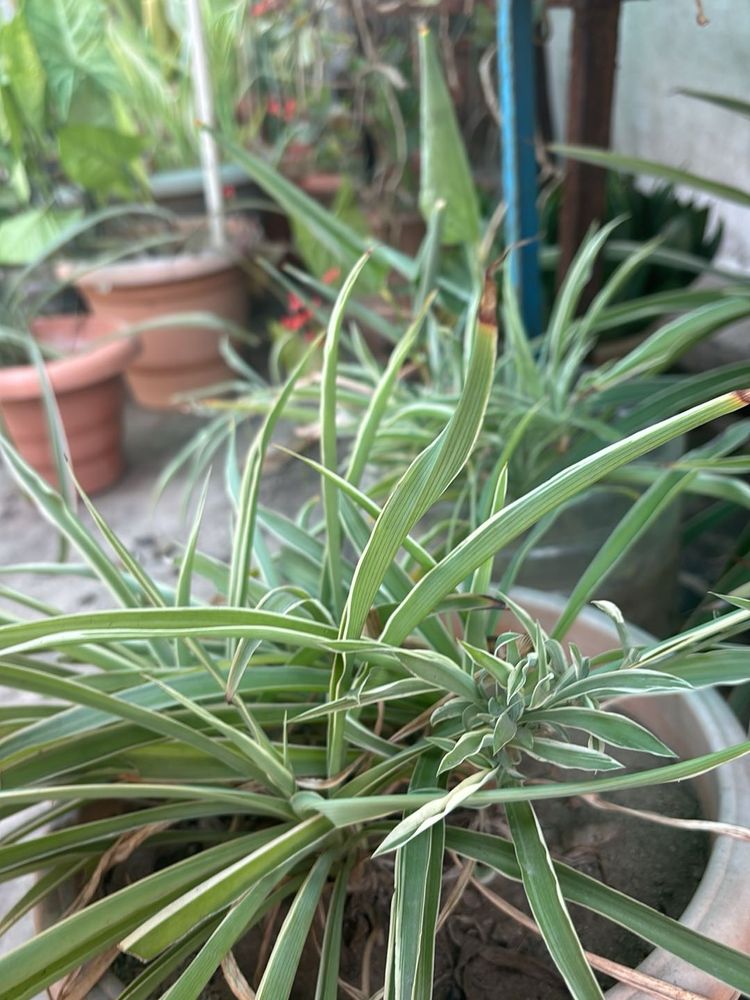 Green Spider Plant pups(2)