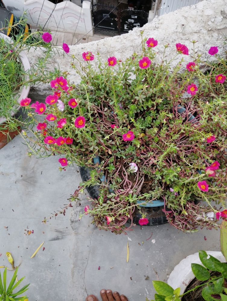 10 Plant combo